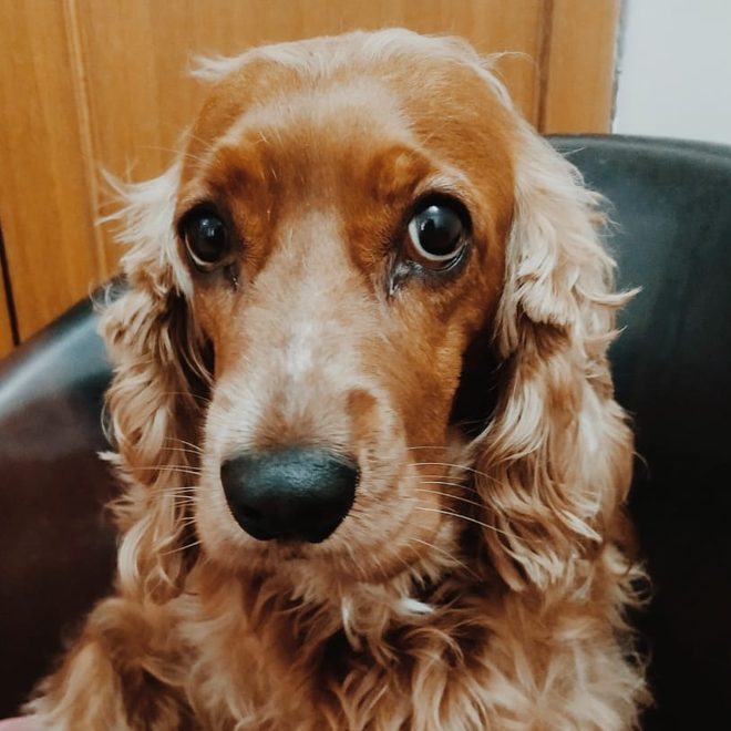Penny, Rahul's dog.